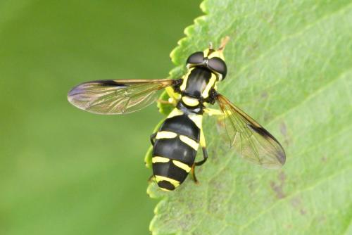 Philhelius sp.